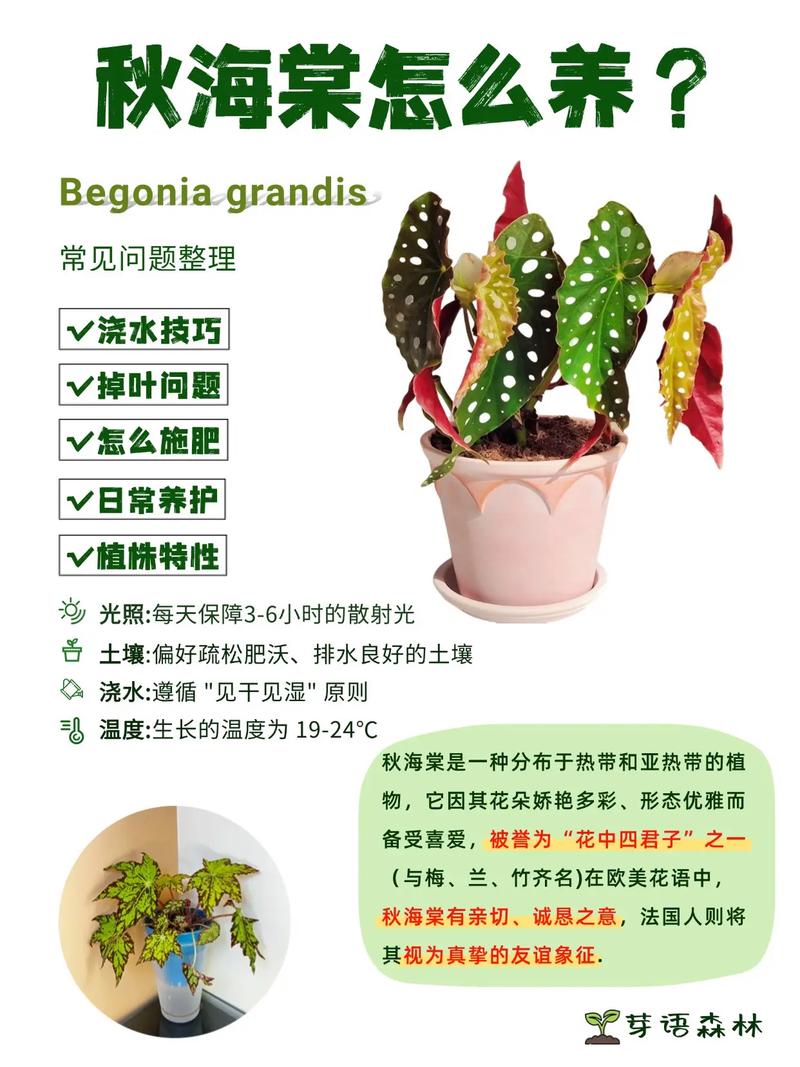 海棠怎么种?养护有哪些要注意的?-第1张图片-宁夏农业信息网 海棠怎么种?养护有哪些要注意的?-第1张图片-宁夏农业信息网