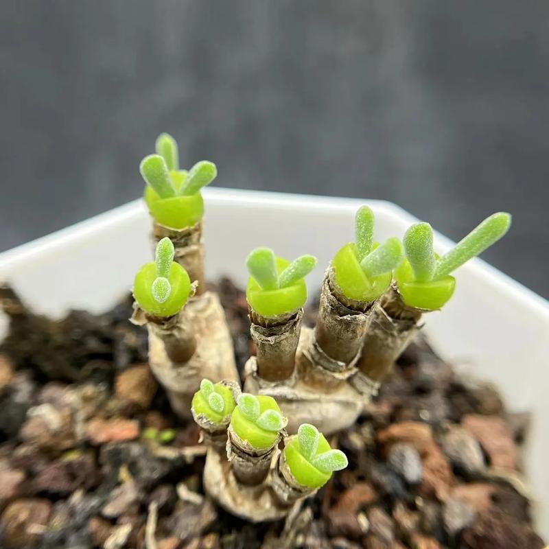 碧光环小兔子品种图片-第1张图片-宁夏农业信息网 碧光环小兔子品种图片-第1张图片-宁夏农业信息网