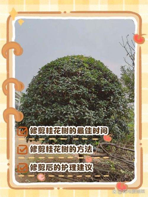 桂花怎么养才好?注意啥?-第1张图片-宁夏农业信息网 桂花怎么养才好?注意啥?-第1张图片-宁夏农业信息网