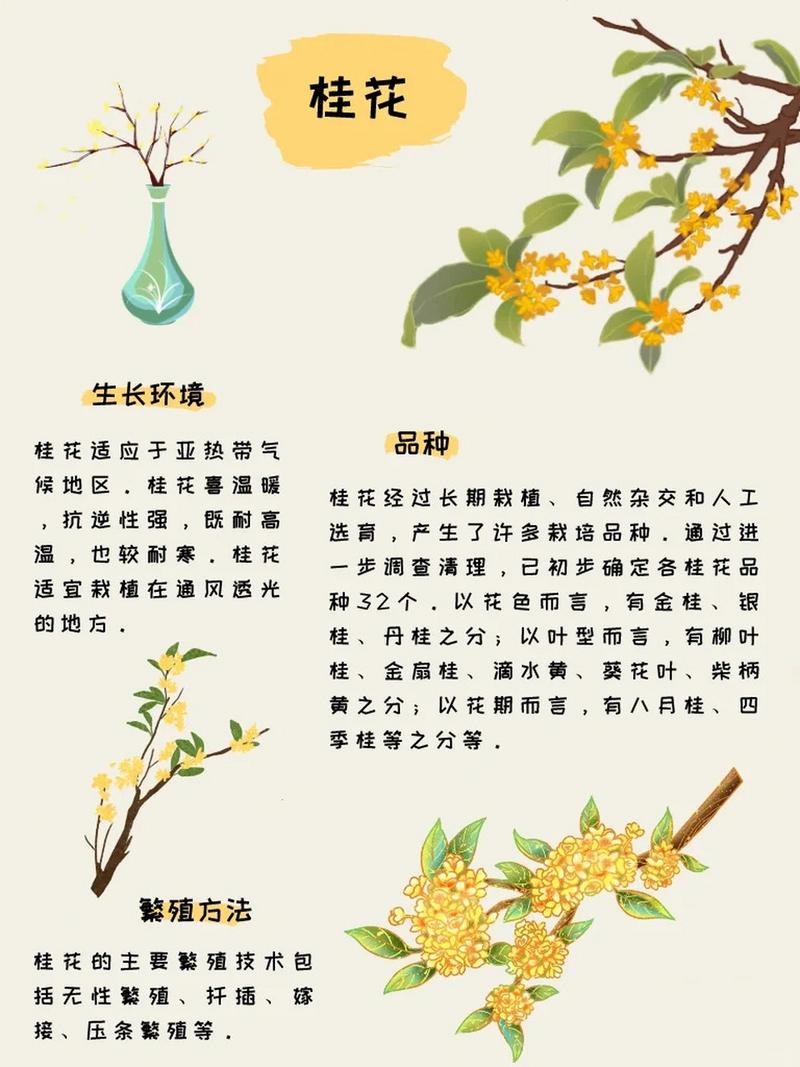 桂花怎么养才好?注意啥?-第3张图片-宁夏农业信息网 桂花怎么养才好?注意啥?-第3张图片-宁夏农业信息网