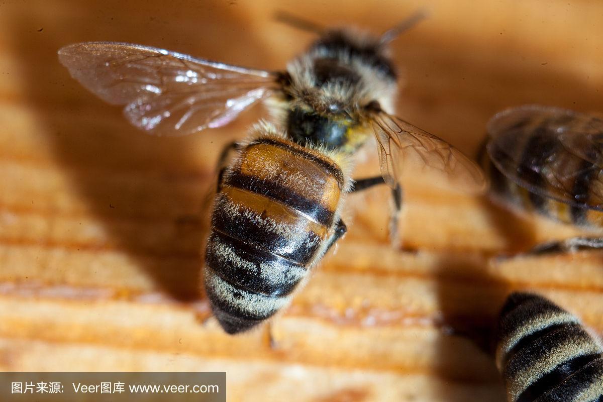 喀尔巴阡蜂有哪些独特特性？-第1张图片-宁夏农业信息网