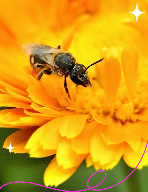 喀尔巴阡蜂有哪些独特特性？-第3张图片-宁夏农业信息网