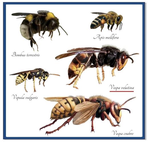 喀尔巴阡蜂有哪些独特特性？-第2张图片-宁夏农业信息网