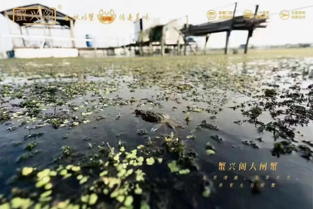 生态水产养殖信息有哪些关键点？-第3张图片-宁夏农业信息网