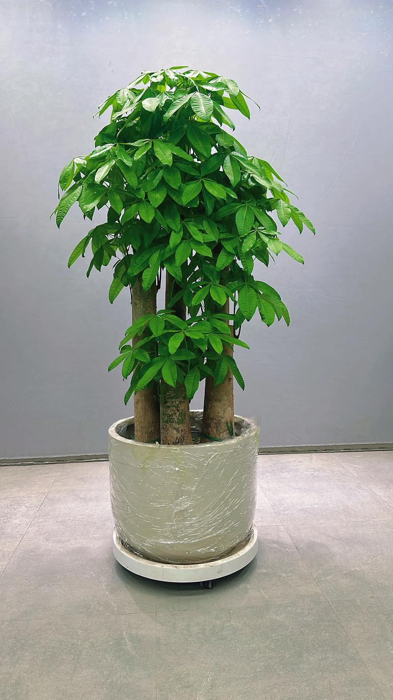 哪种发财树品种好养活-第1张图片-宁夏农业信息网