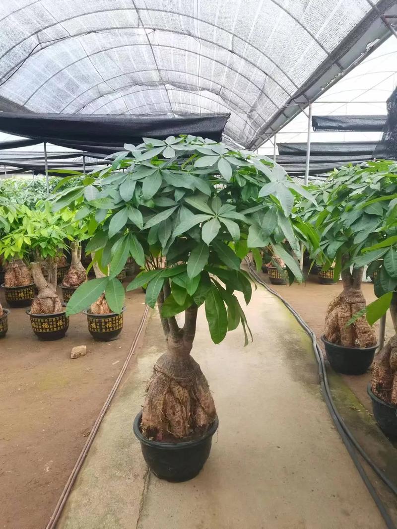 哪种发财树品种好养活-第2张图片-宁夏农业信息网