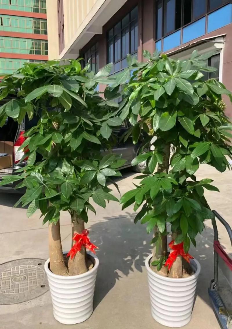 哪种发财树品种好养活-第3张图片-宁夏农业信息网