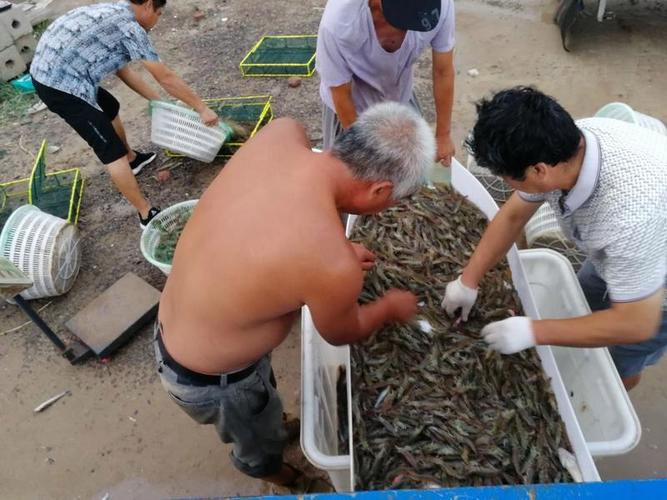 滨州无棣水产养殖现状如何？-第1张图片-宁夏农业信息网