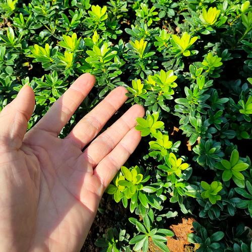 黑珍珠罗汉松有何独特魅力？-第3张图片-宁夏农业信息网