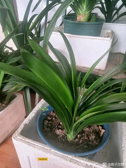 胜利君子兰什么品种最值得养?-第1张图片-宁夏农业信息网 胜利君子兰什么品种最值得养?-第1张图片-宁夏农业信息网