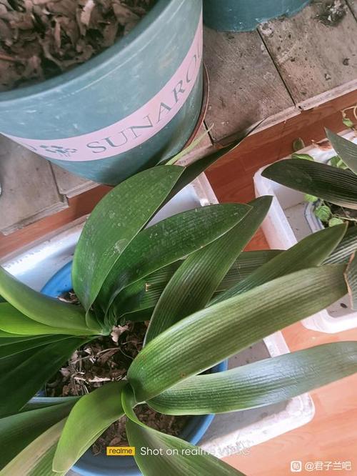 胜利君子兰什么品种最值得养?-第2张图片-宁夏农业信息网 胜利君子兰什么品种最值得养?-第2张图片-宁夏农业信息网