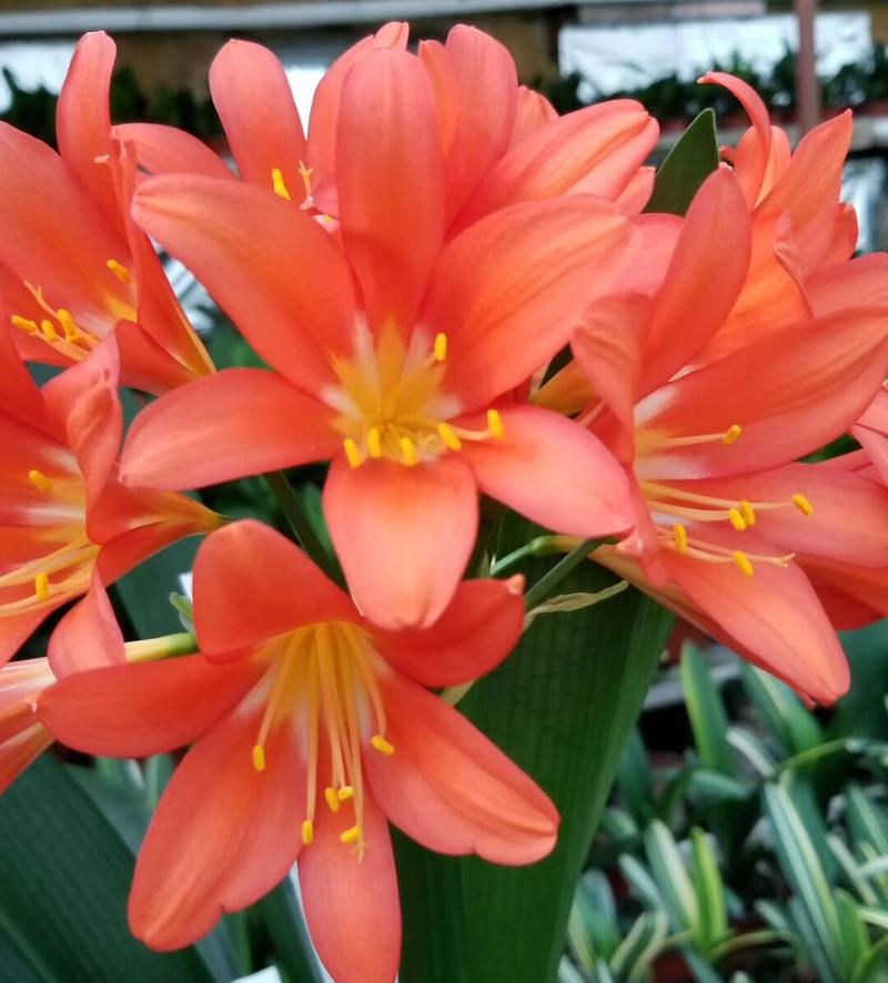 胜利君子兰什么品种最值得养?-第3张图片-宁夏农业信息网 胜利君子兰什么品种最值得养?-第3张图片-宁夏农业信息网