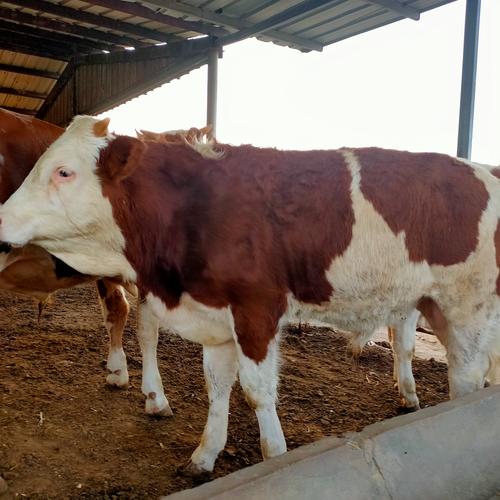 吉林省适合养殖哪些牛品种？-第2张图片-宁夏农业信息网