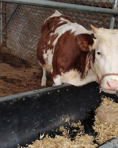 吉林省适合养殖哪些牛品种？-第1张图片-宁夏农业信息网