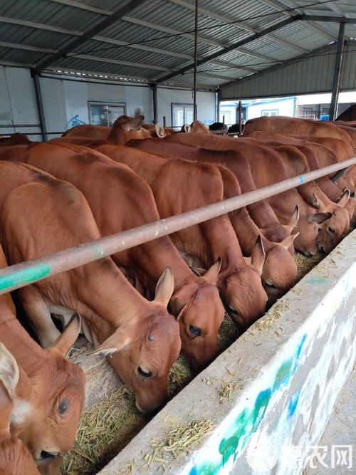 吉林省适合养殖哪些牛品种？-第3张图片-宁夏农业信息网