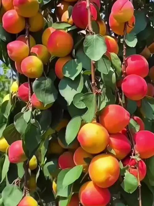 杏树有开红花的品种吗？-第1张图片-宁夏农业信息网