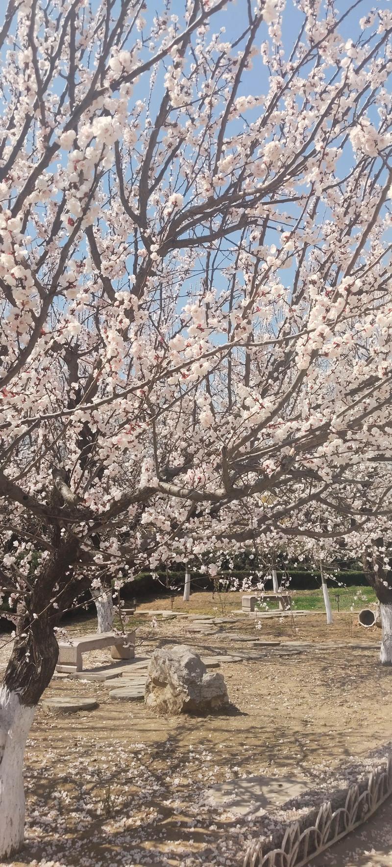 杏树有开红花的品种吗？-第2张图片-宁夏农业信息网