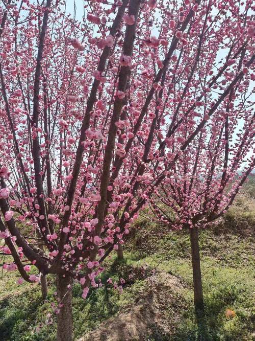 杏树有开红花的品种吗？-第3张图片-宁夏农业信息网