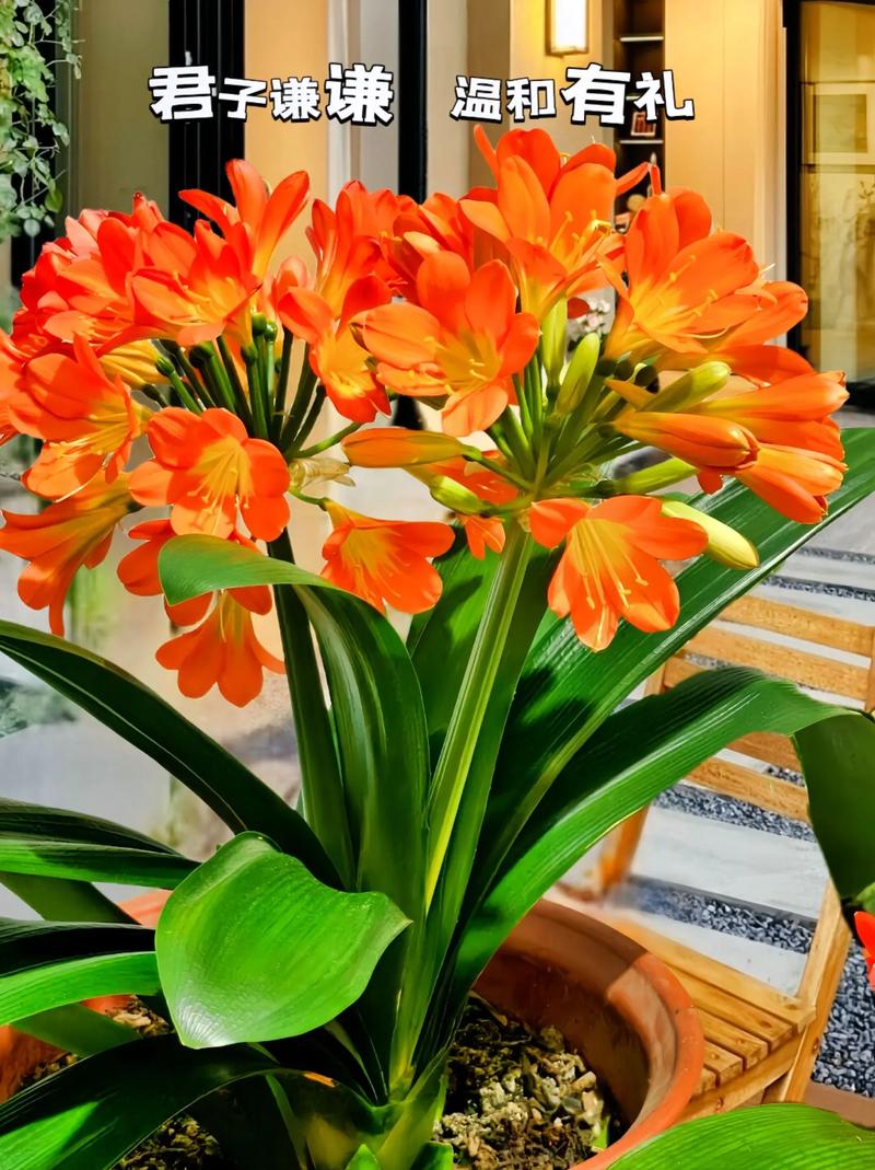 君子兰小型品种有哪些？-第2张图片-宁夏农业信息网