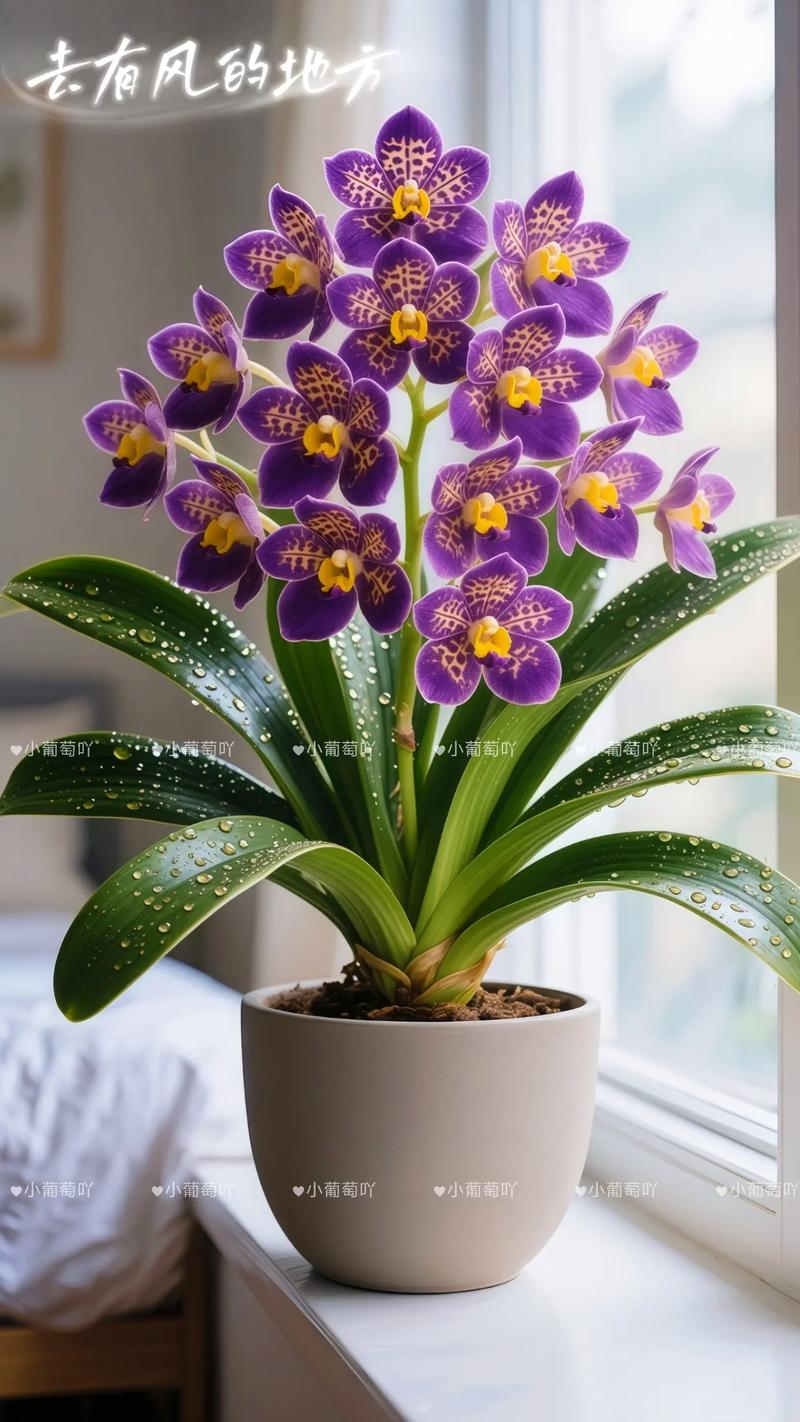 君子兰小型品种有哪些？-第1张图片-宁夏农业信息网