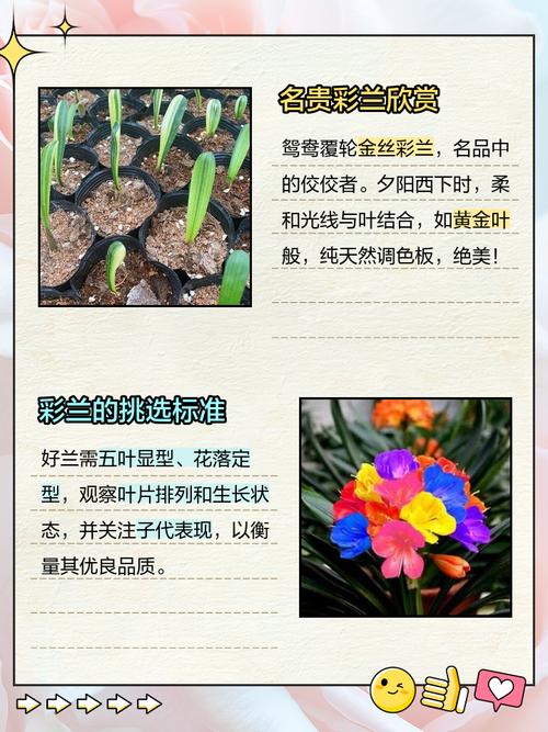 君子兰小型品种有哪些？-第3张图片-宁夏农业信息网