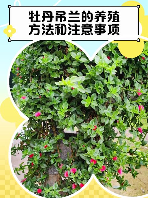 牡丹吊兰怎么养？图片方法看这里！-第1张图片-宁夏农业信息网