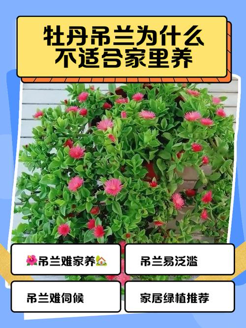 牡丹吊兰怎么养？图片方法看这里！-第2张图片-宁夏农业信息网