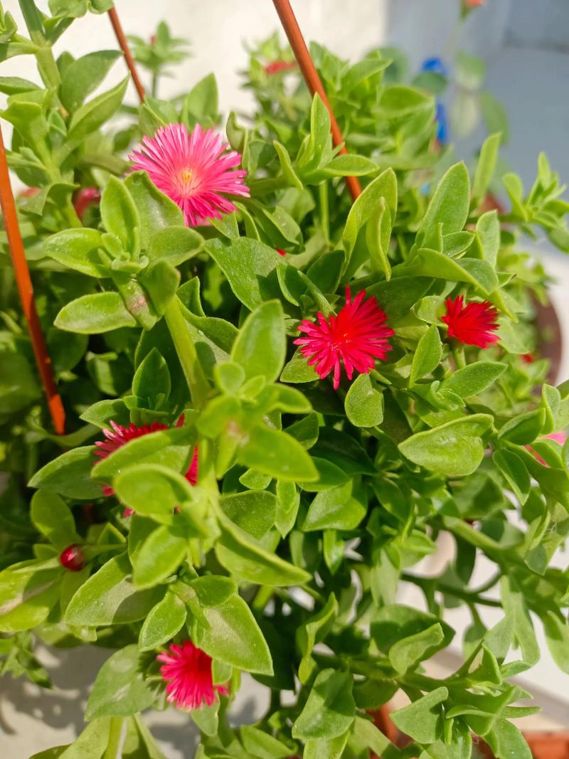 牡丹吊兰怎么养？图片方法看这里！-第3张图片-宁夏农业信息网