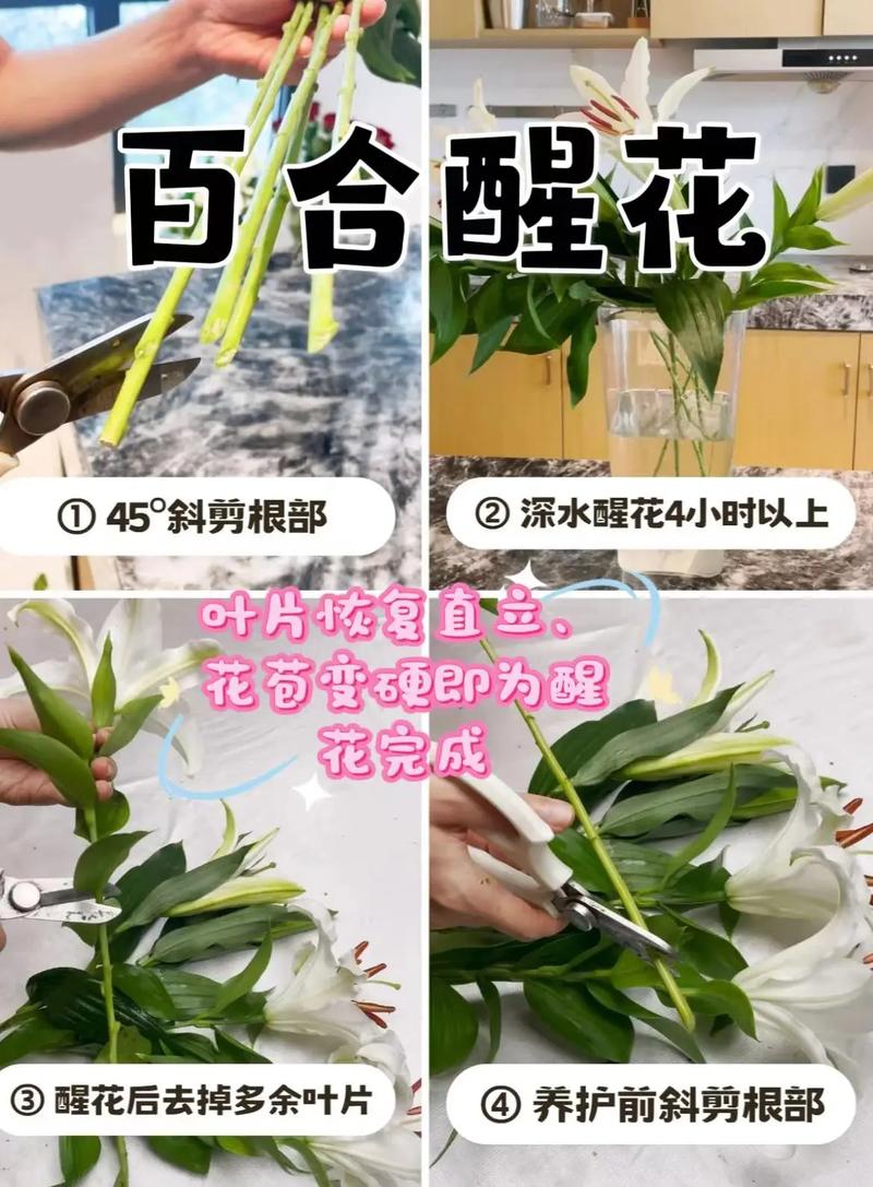 百合花怎么养才好？-第2张图片-宁夏农业信息网