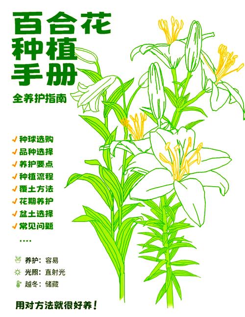 百合花怎么养才好？-第3张图片-宁夏农业信息网