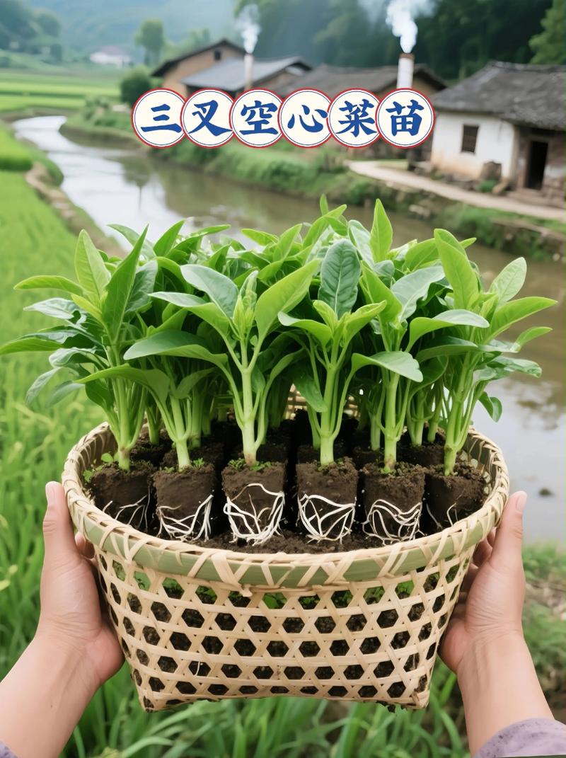 空心菜何时种？怎么种才高产？-第2张图片-宁夏农业信息网