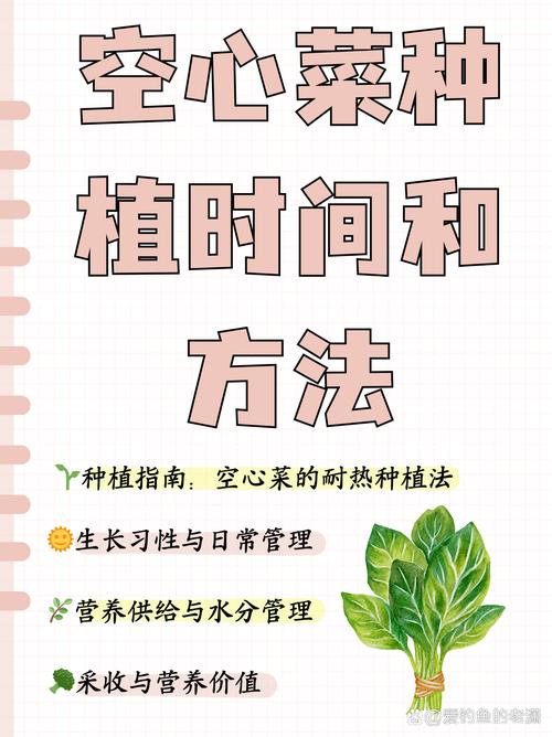 空心菜何时种？怎么种才高产？-第1张图片-宁夏农业信息网
