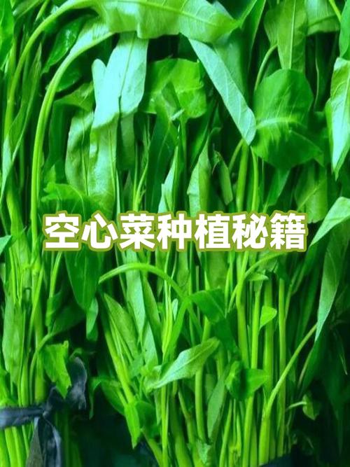 空心菜何时种？怎么种才高产？-第3张图片-宁夏农业信息网