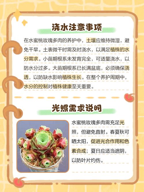 玫瑰养殖方法和注意事项-第1张图片-宁夏农业信息网