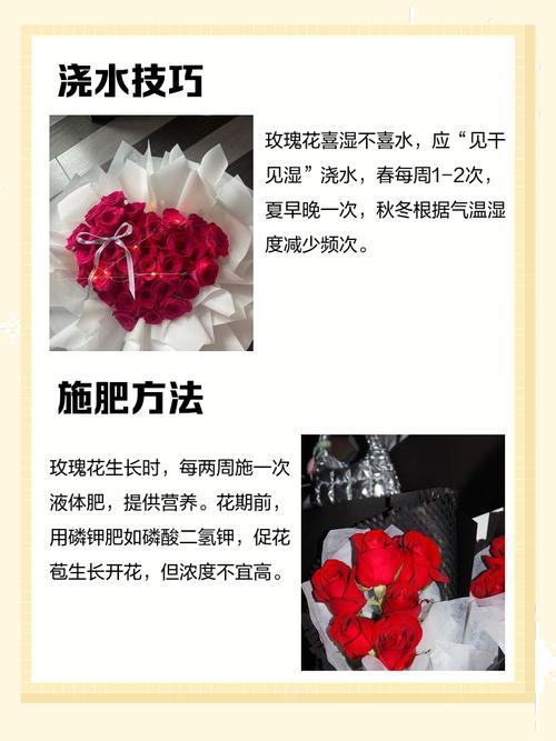 玫瑰养殖方法和注意事项-第2张图片-宁夏农业信息网