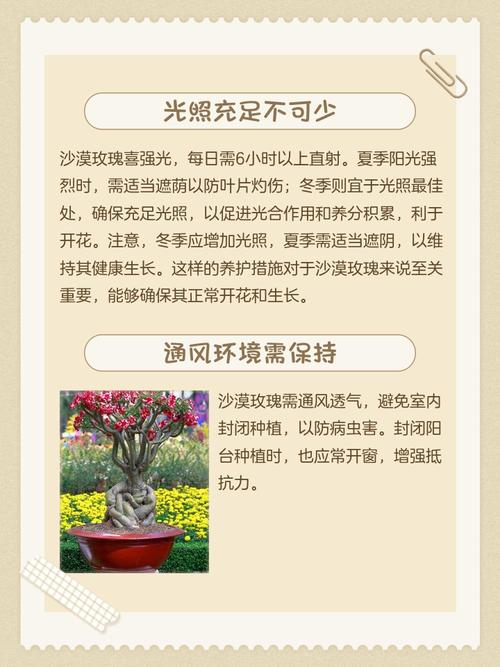 玫瑰养殖方法和注意事项-第3张图片-宁夏农业信息网