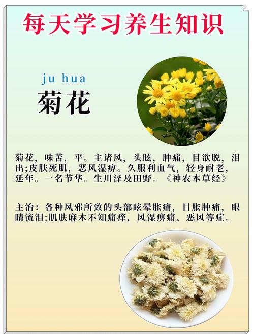 菊花品种数量究竟是不是世界第一？-第1张图片-宁夏农业信息网