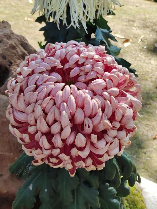 菊花品种数量究竟是不是世界第一？-第3张图片-宁夏农业信息网