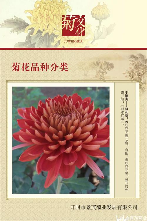 菊花品种数量究竟是不是世界第一？-第2张图片-宁夏农业信息网