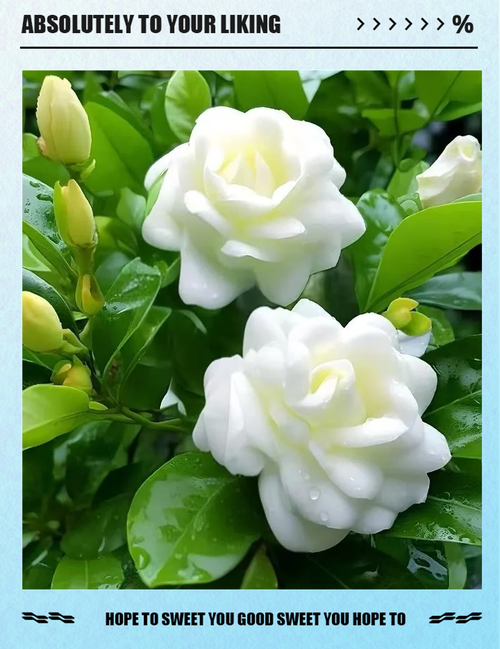 日本栀子花品种有哪些？-第1张图片-宁夏农业信息网