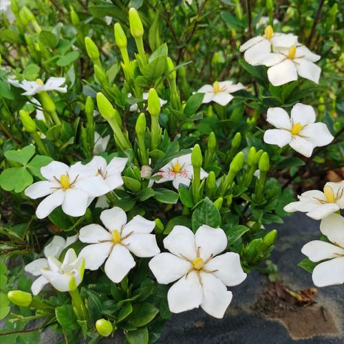 日本栀子花品种有哪些？-第2张图片-宁夏农业信息网