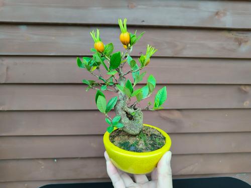 日本栀子花品种有哪些？-第3张图片-宁夏农业信息网