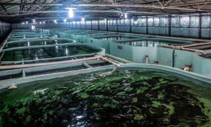 福建水产养殖为何青睐液氧？-第3张图片-宁夏农业信息网