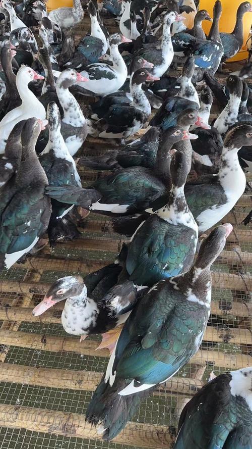 广东常见鸭品种有哪些？-第1张图片-宁夏农业信息网