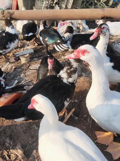 广东常见鸭品种有哪些？-第2张图片-宁夏农业信息网