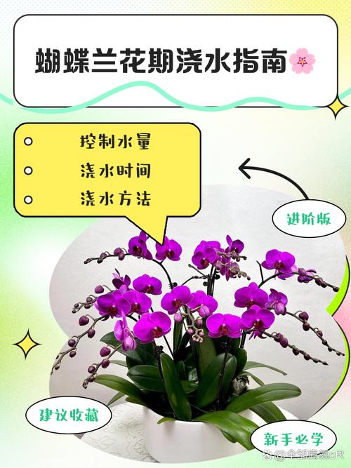 新手养蝴蝶兰，这几点做对了才能活？-第2张图片-宁夏农业信息网