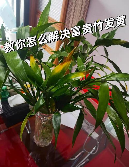 富贵竹叶子发黄怎么办？-第1张图片-宁夏农业信息网