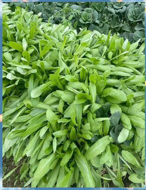 油麦菜何时种？方法有哪些？-第3张图片-宁夏农业信息网