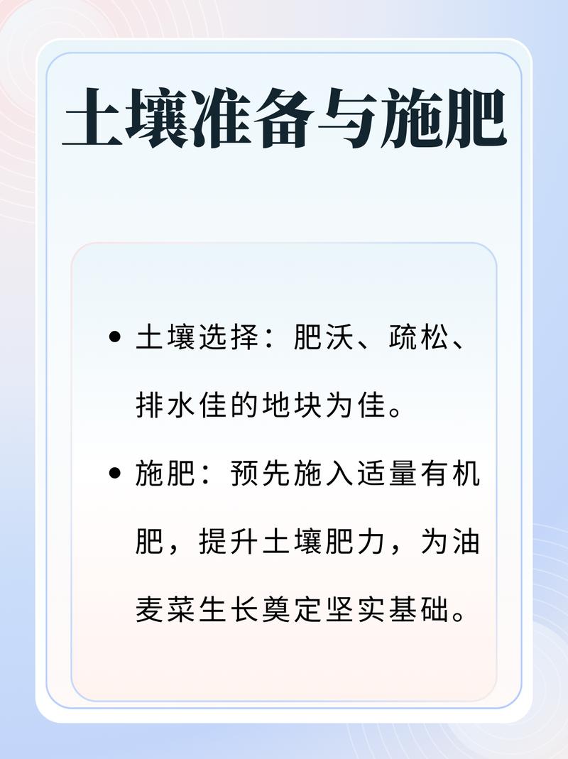 油麦菜何时种？方法有哪些？-第2张图片-宁夏农业信息网