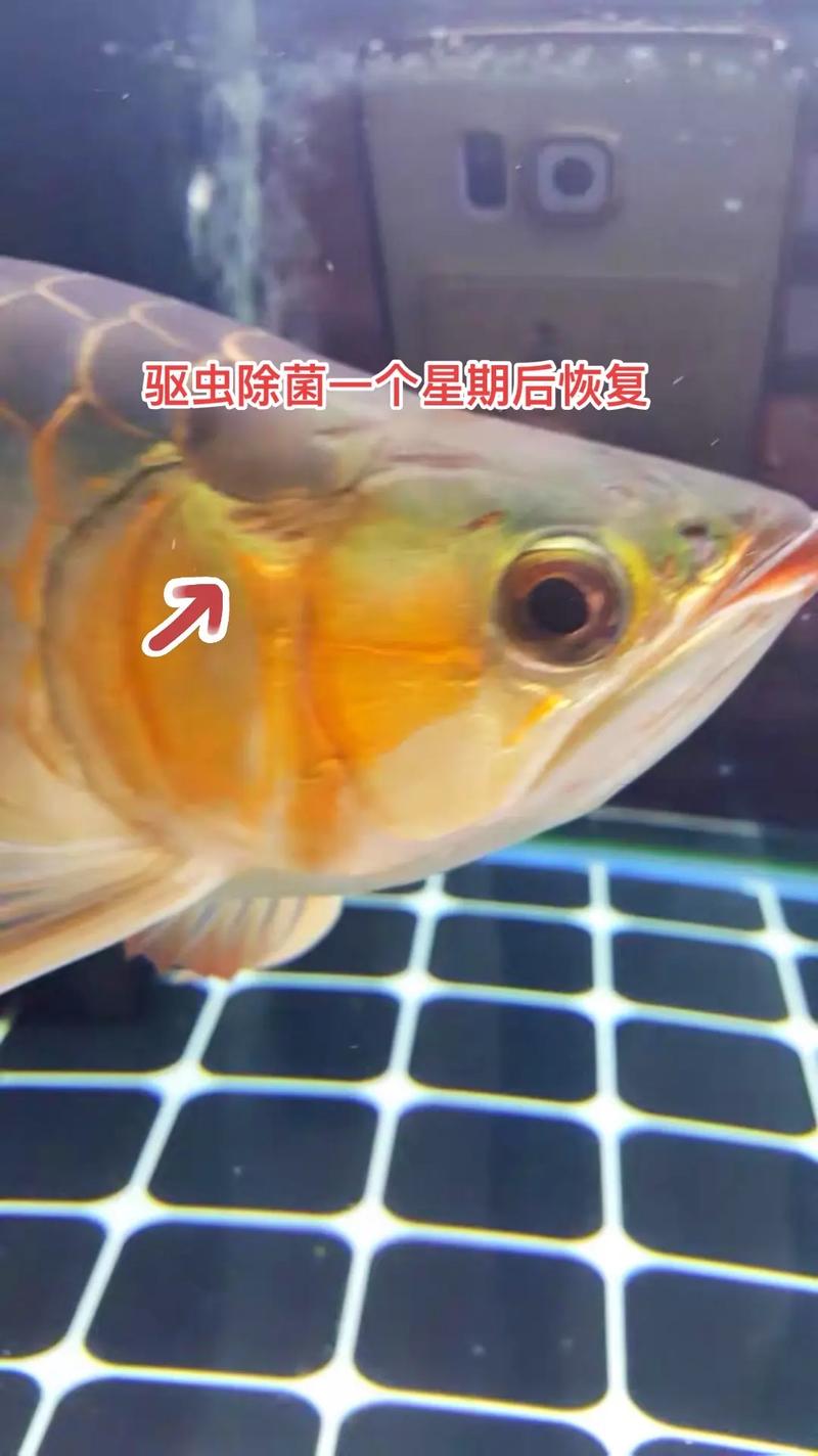 龙鱼常见病有哪些?怎么治?-第1张图片-宁夏农业信息网 龙鱼常见病有哪些?怎么治?-第1张图片-宁夏农业信息网